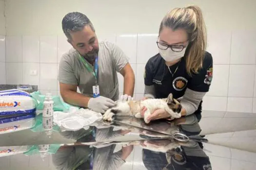 Equipe Ambiental de Ribeirão Pires resgata mais de 1.660 animais em 2023