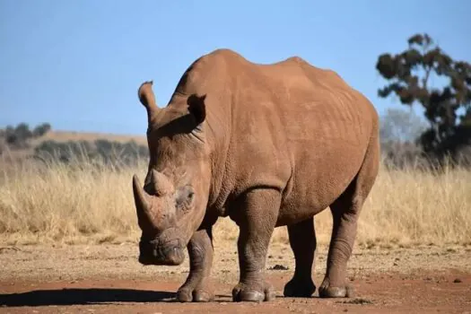 Fecundação in vitro pode salvar rinoceronte-branco de extinção