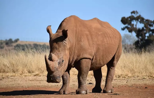 Fecundação in vitro pode salvar rinoceronte-branco de extinção