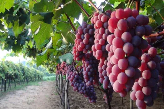 Festa da Uva de Jundiaí oferece dezenas de opções gastronômicas à base da fruta