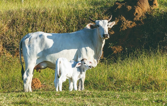 vacina-febre-aftosa