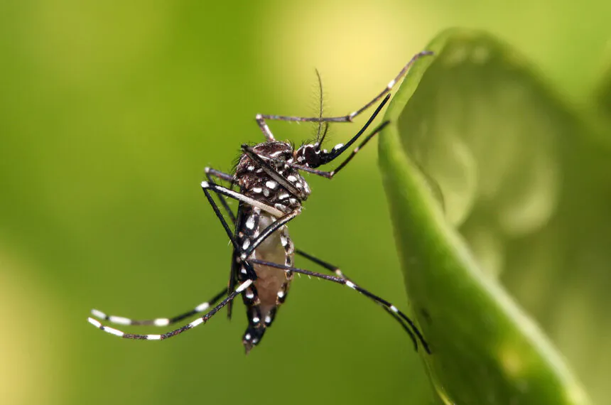 A solução da startup diminuiria a população de  mosquitos da dengue impedindo sua reprodução