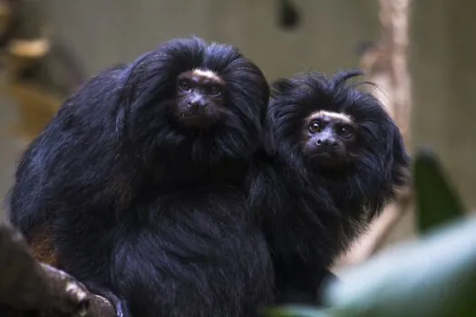 Dia do Mico-Leão-Preto: fêmea de espécie ameaçada de extinção aguarda dois filhotes