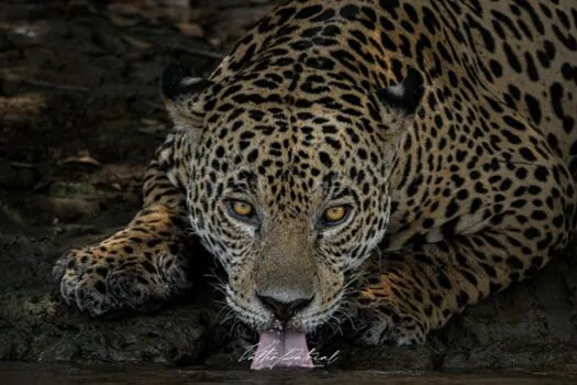 Fotógrafo cria expedição para amantes de fotografia clicarem a onça-pintada