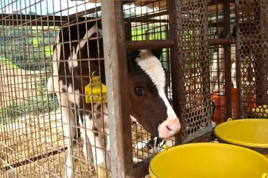 Nova investigação sobre a Danone revela sofrimento animal em fazendas no Brasil