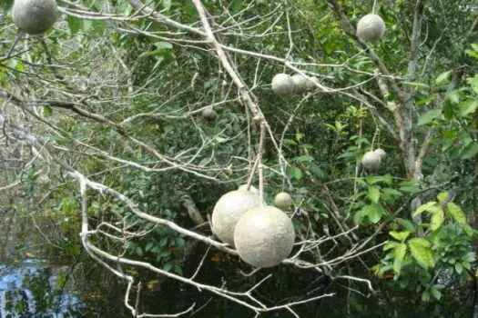 Mais de mil espécies representam metade das árvores tropicais do planeta