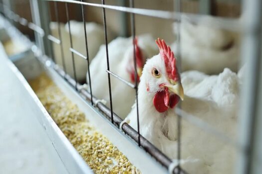 Agricultura confirma mais 2 casos de gripe aviária em aves silvestres; total sobe a 154