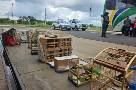 PM Ambiental resgata 67 aves nativas transportadas em ônibus de viagem na divisa entre SP e MG