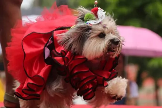 Bloquinho do Goldofredo é opção para aproveitar a folia com os pets