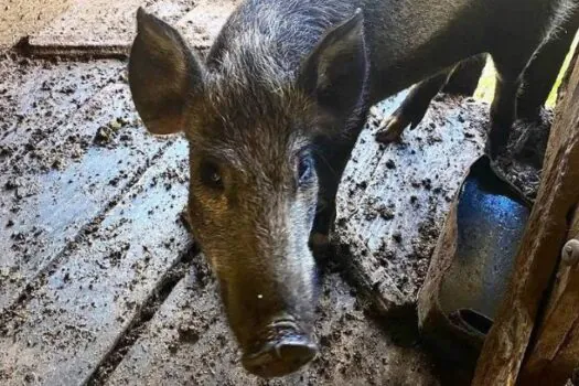 Javalis são apreendidos em criação ilegal em Santa Catarina