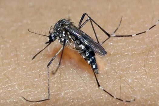 Especialistas recomendam uso de repelente até por quem estiver vacinado contra a dengue