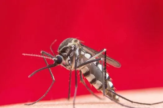 Número de casos de dengue grave mais do que dobra no País; saiba quais são os sinais de alarme