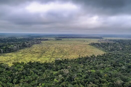 Desmatamento na Amazônia cai 60% em janeiro deste ano