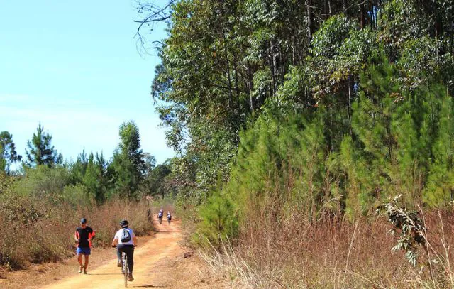 floresta-de-brasilia