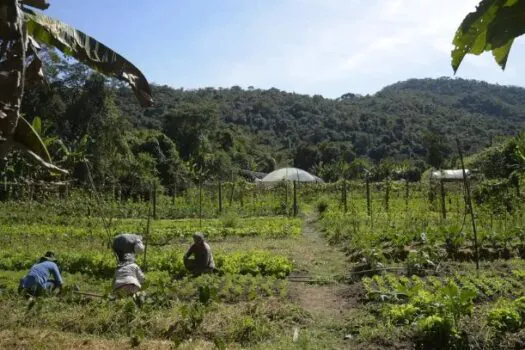 15 milhões de hectares de imóveis rurais se sobrepõem a florestas no Brasil