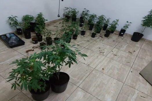 Mulher é presa por manter laboratório para cultivo de maconha em São Paulo