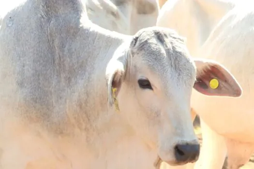 Bem-estar animal: SP cria plano que propõe alternativa em vez de marcação de bovinos a fogo