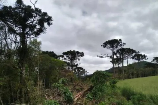 Estudo mostra que árvores exclusivas da Mata Atlântica estão ameaçadas