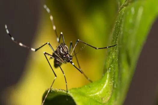 Governo de SP convoca 645 municípios para Dia D contra a dengue