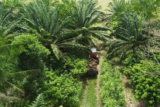 Natura quer ser autossuficiente em óleo de palma até 2035 a partir de negócio com crédito de carbono