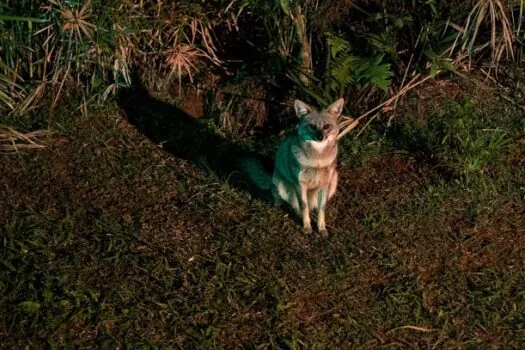 Carnaval tem Noite Animal no Zoológico de São Paulo