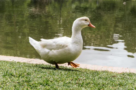 Parque da Água Branca quer doar parte de suas aves de criação