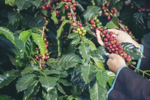 Restauração florestal em cafezais é viável economicamente, diz estudo