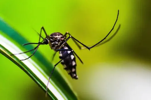 Estado do Rio de Janeiro decreta epidemia de dengue