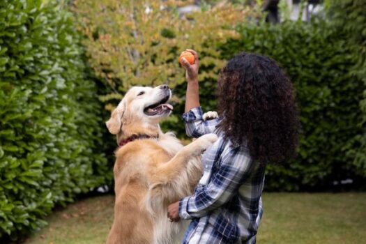 Pets terão RG a partir de 2025