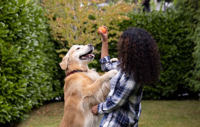 saúde-dos-pets