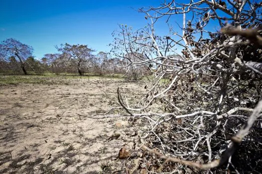 Governo deve reformular seguro rural após alta de custos com clima e até suspeitas de fraude