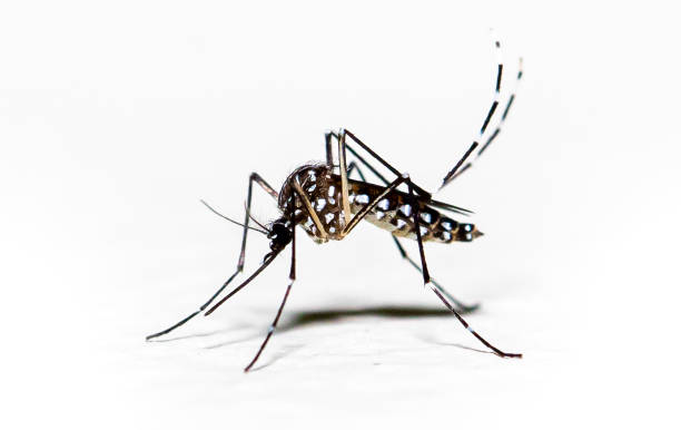 Aedes aegypti mosquito pernilongo with white spots and white background