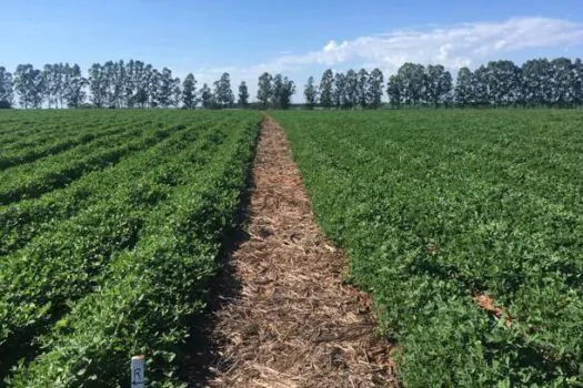 Dia da Agricultura: cientistas de SP preparam o campo para mudanças climáticas