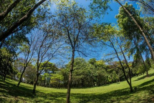 SP recebe reconhecimento internacional por suas políticas de arborização