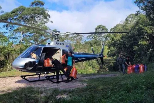 Lançadas do alto, sementes de palmeira-juçara repovoaram áreas protegidas de SP