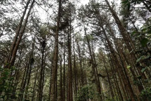 SP registra o menor número de desmatamento na Mata Atlântica e no Cerrado em cinco anos