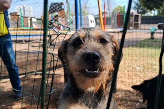 Feira de adoção conta com mais de 90 animais resgatados em rodovias de SP