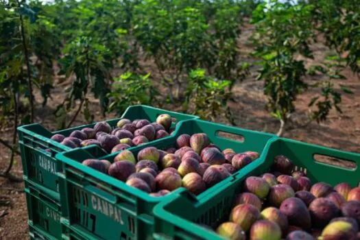 Fruit Attraction: SP destaca a força da fruticultura paulista na abertura da feira europeia