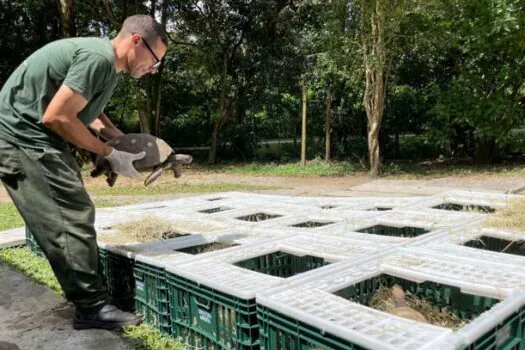 Resgatados do tráfico, mais de 130 jabutis são devolvidos à natureza