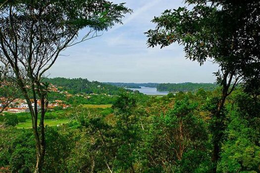 Mata Atlântica e Cerrado registram menor desmatamento em cinco anos em São Paulo