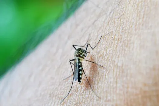 Dengue: quando tomar medicamento pode significar um risco?