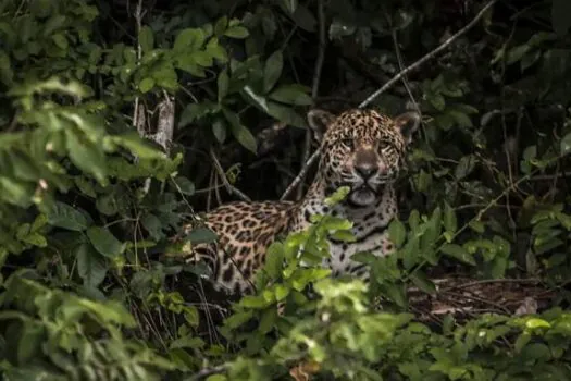 Pesquisadores testam IA para evitar mortes de animais em rodovias