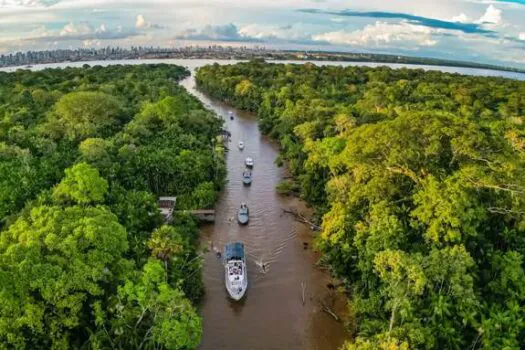 Valor da produção primária florestal aumenta 11,2% em 2023