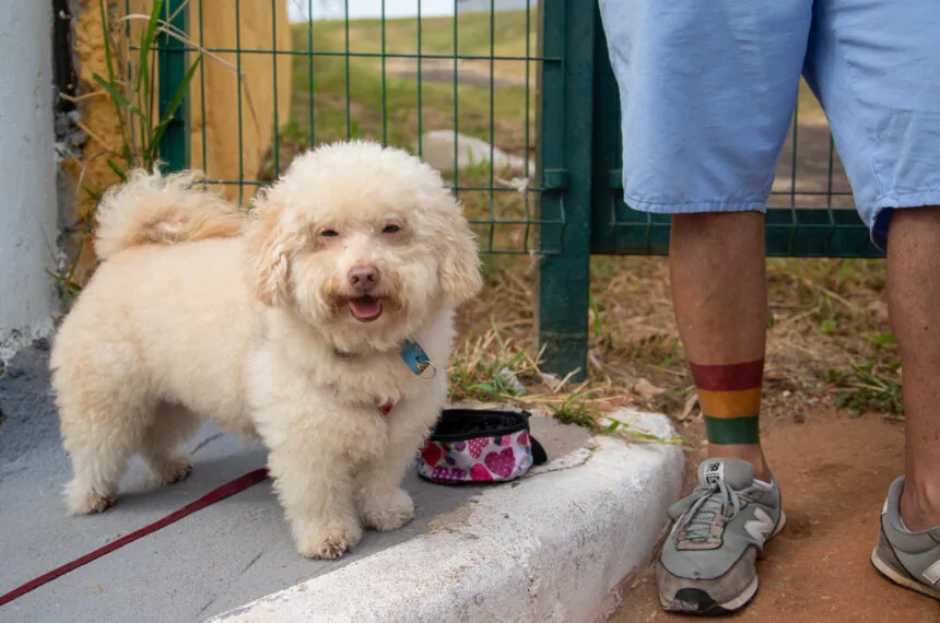 Diversos pets andreenses também compareceram à cerimônia