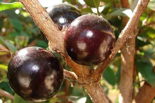 Casca da jabuticaba reduz inflamação e glicemia em pessoas com síndrome metabólica