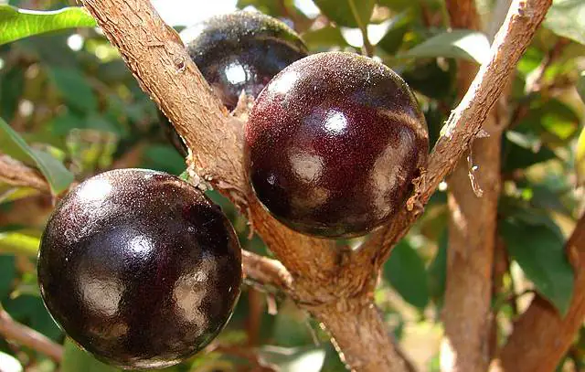 Jabuticaba