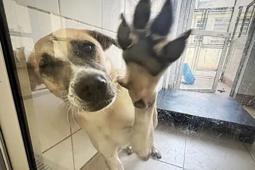 Prefeitura de SP conta com quase 300 animais para adoção