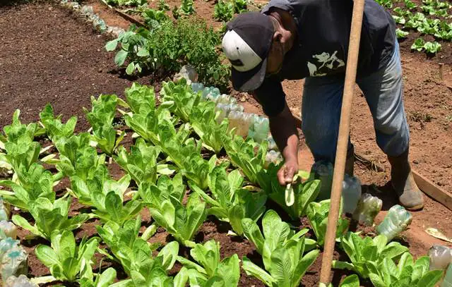 agricultores-urbanos