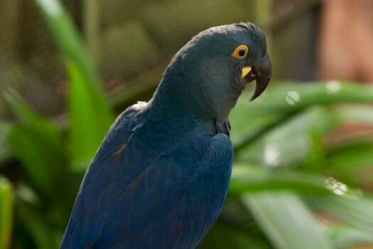 Semil acompanha soltura de araras-azul-de-lear em área protegida da Bahia