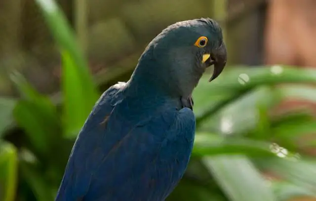 arara